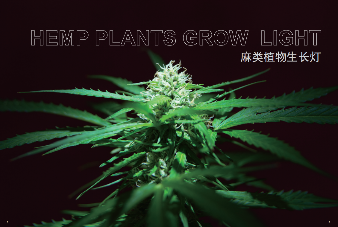 Hemp plant under grow lighting